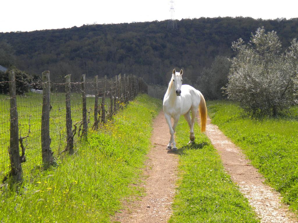 Agriturismo Podere Borgognano Massa Marittima Exterior foto